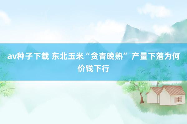 av种子下载 东北玉米“贪青晚熟” 产量下落为何价钱下行